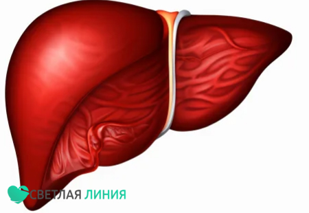 Печень человека